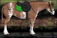 Horse Color:White Spotted Chestnut 