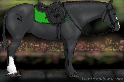 Horse Color:Black 