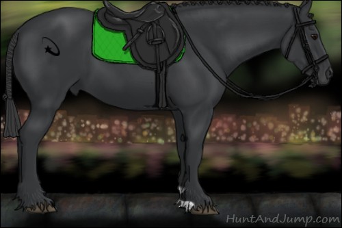 Horse Color:Black 