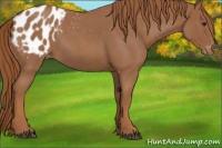 Horse Color:Red Roan Appaloosa 