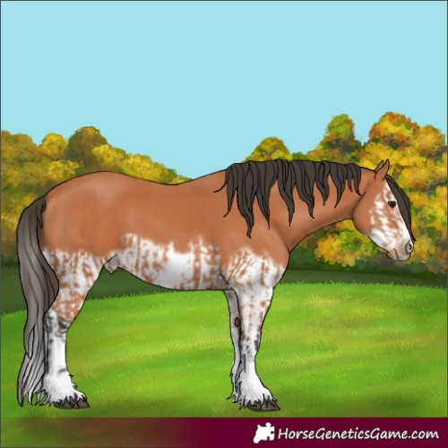 Horse Color:Bay Splash Frame and Bay Splash Frame
