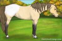 Horse Color:Buckskin Roan Appaloosa