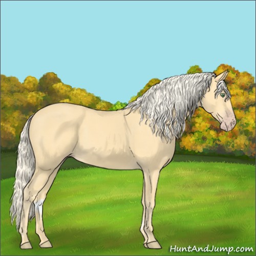 Horse Color:Gold Cream Champagne