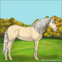 Horse Color:Gold Cream Champagne 