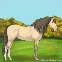 Horse Color:Amber Cream Champagne