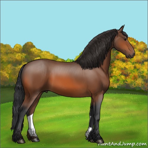 Horse Color:Bay 