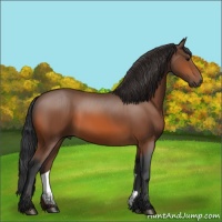 Horse Color:Bay 