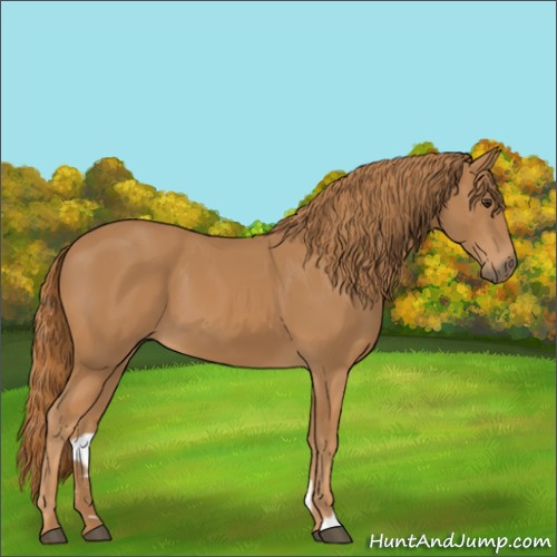 Horse Color:Chestnut 