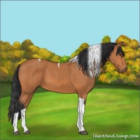 Horse Color:Bay Tobiano 