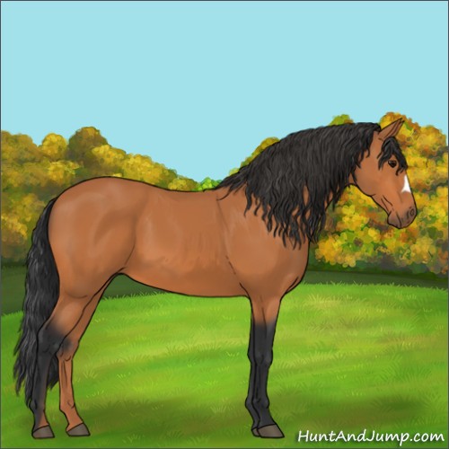 Horse Color:Bay 
