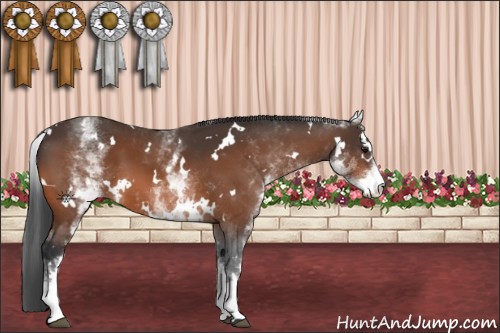 Horse Color:White Spotted Bay 
