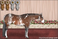 Horse Color:White Spotted Bay 