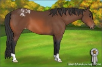 Horse Color:Bay Appaloosa 