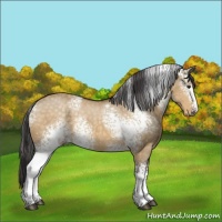 Horse Color:White Spotted Buckskin Dun Sabino Rabicano 