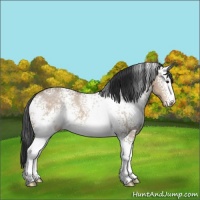 Horse Color:White Spotted Brown Dun Sabino 
