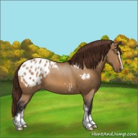 Horse Color:Buckskin Dun Sabino Appaloosa 