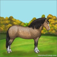 Horse Color:Buckskin Dun Sabino