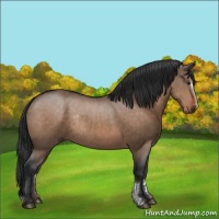 Horse Color:Brown Dun Sabino Rabicano