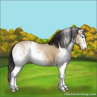 Horse Color:White Spotted Buckskin Dun Sabino Rabicano 