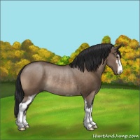 Horse Color:Brown Dun Sabino Rabicano