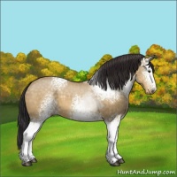 Horse Color:White Spotted Buckskin Dun Sabino