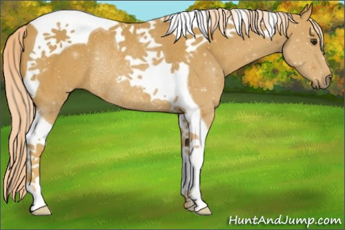 Horse Color:Palomino Tobiano Rabicano