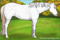 Horse Color:Amber Champagne Appaloosa 