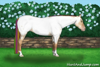 Horse Color:Gray Painted Gold Champagne Roan Dun Appaloosa 