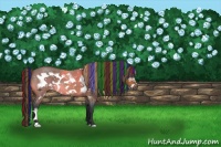 Horse Color:Painted Bay Roan Frame 