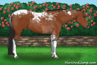 Horse Color:Gray Bay Tobiano 