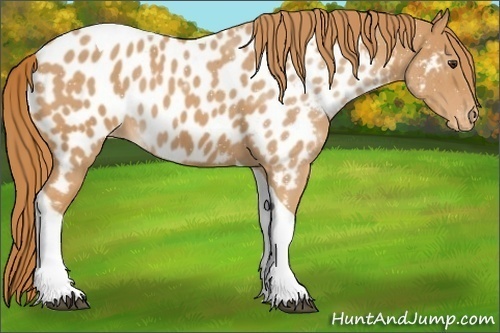 Horse Color:Chestnut Tobiano Appaloosa