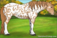 Horse Color:Chestnut Tobiano Appaloosa 