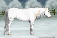 Horse Color:Bay Ice Dun Splash Tobiano Frame