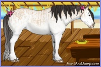 Horse Color:White Spotted Bay Dun Splash  and White Spotted Bay Dun Splash 