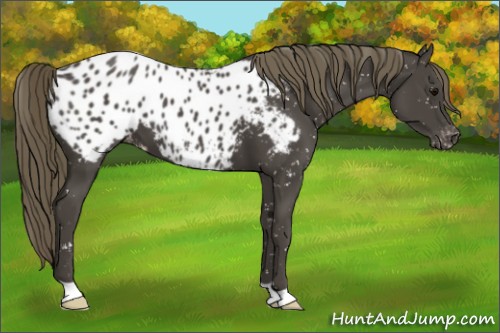 Horse Color:Smoky Black Appaloosa 