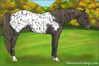 Horse Color:Smoky Black Appaloosa 