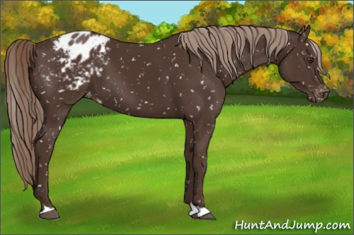 Horse Color:Liver Chestnut Snowflake Varnish