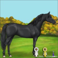 Horse Color:Black 