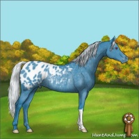 Horse Color:Watercolor Silver Black Chinchilla Appaloosa Rabicano 