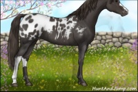 Horse Color:Smoky Blue Roan Appaloosa 