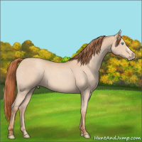 Horse Color:Gray Smoky Creme Roan 