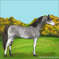 Horse Color:White Spotted Smoky Blue Roan 