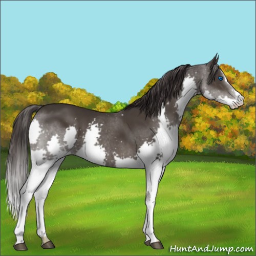 Horse Color:Smoky Black Sabino Splash 