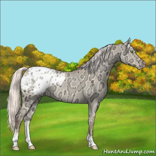 Horse Color:Silver Classic Champagne Ice Dun Appaloosa 