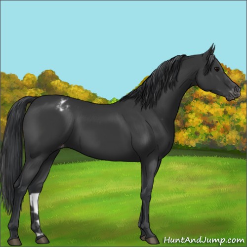 Horse Color:Black Appaloosa 