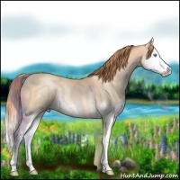 Horse Color:Buckskin Pearl Splash Rabicano