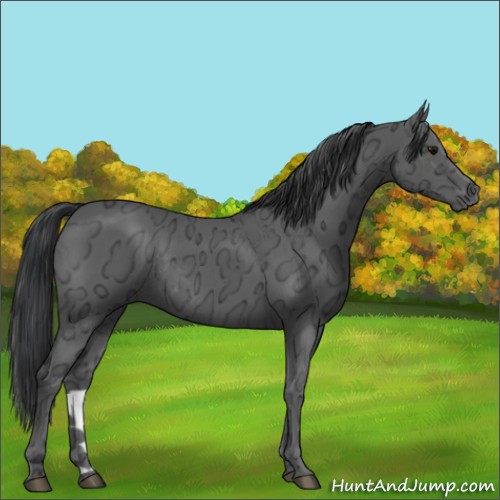 Horse Color:Black Ice Rabicano