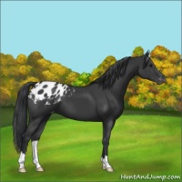 Horse Color:Black Appaloosa 