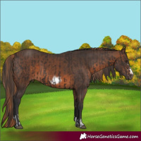 Horse Color:Liver Chestnut  and Brown Frame 