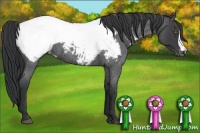 Horse Color:Blue Roan Appaloosa 